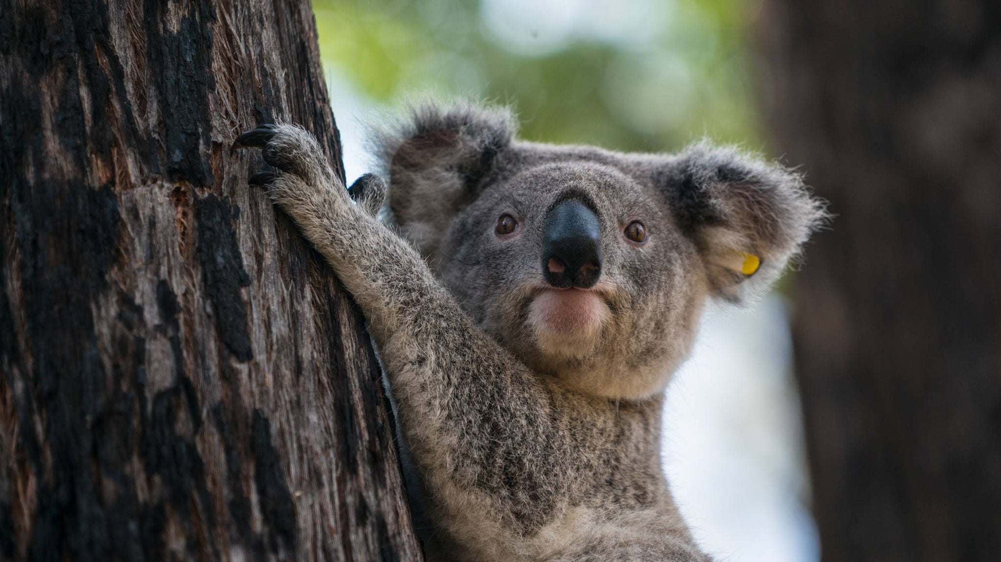 Release of two koalas (Phascolarctos cinereus) Mary and Matthew, into the wild by Vickii Lett - NSW WIRES koala coordinator and WIRES board member in Emmaville, NSW
