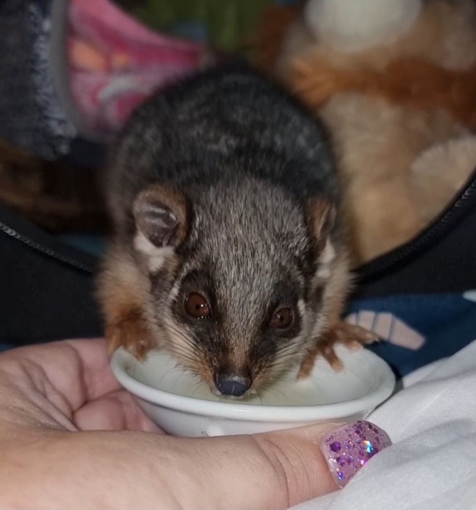 Helen feeding an orphaned possum with the purchased nectar