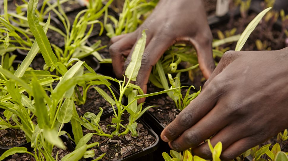 How to Safely Pack and Ship Plants