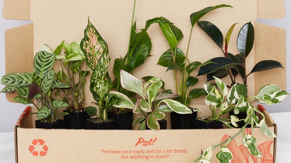 Plants In A Box