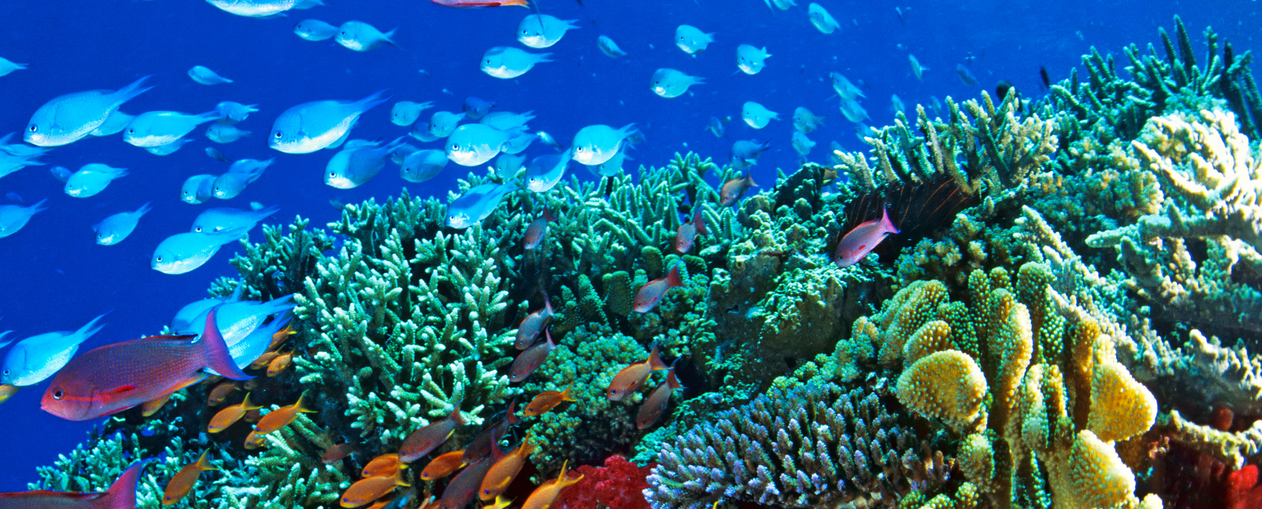 Explore the Great Barrier Reef during Stamp Collecting ...