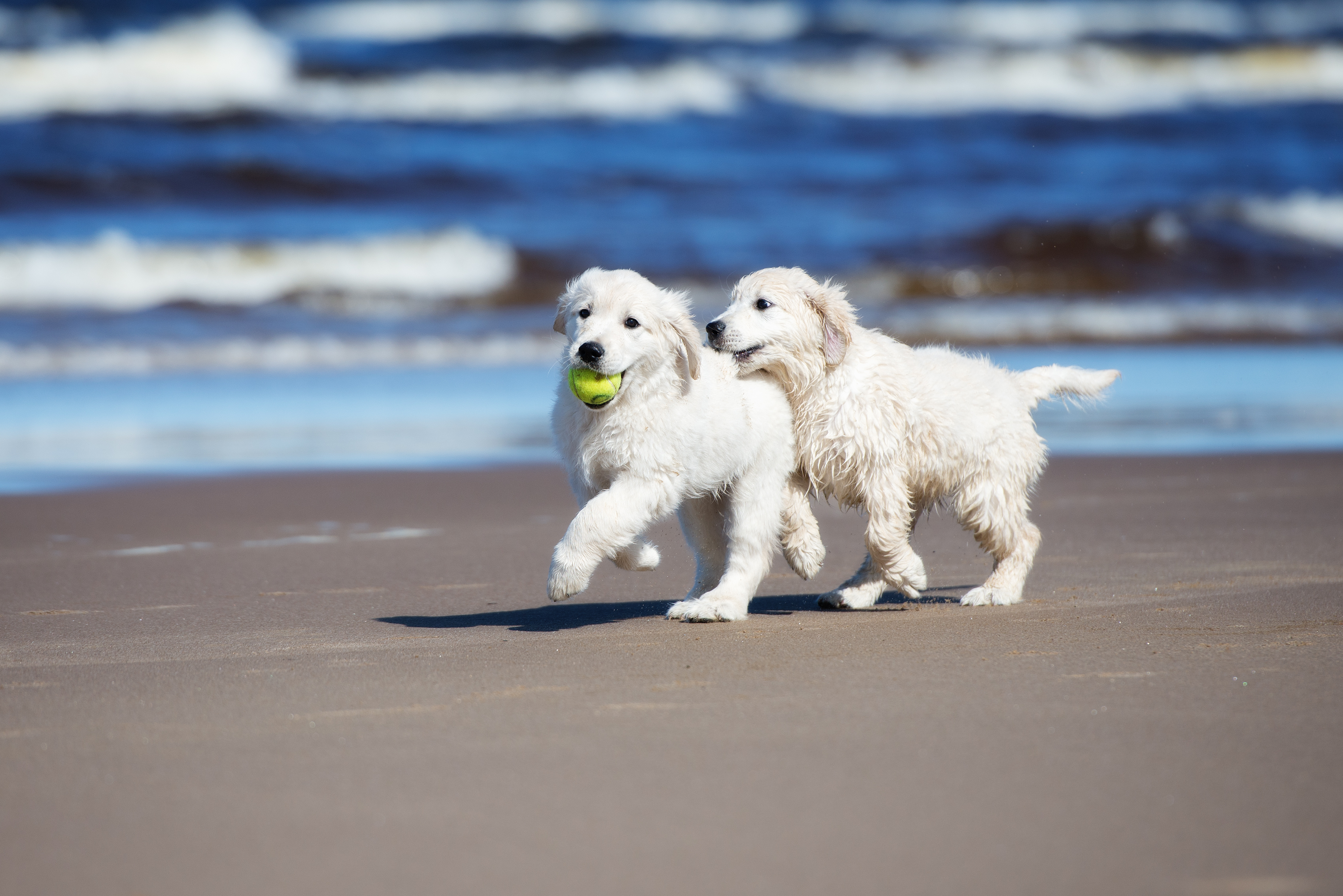 Keeping your dog safe at the beach - Australia Post