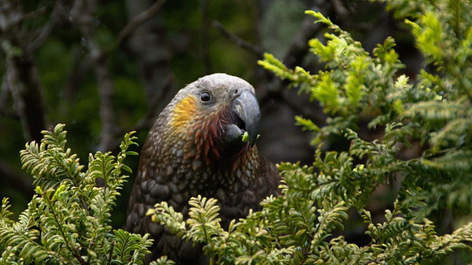 A close-up photo of a Kea bird eating from a native plant. 