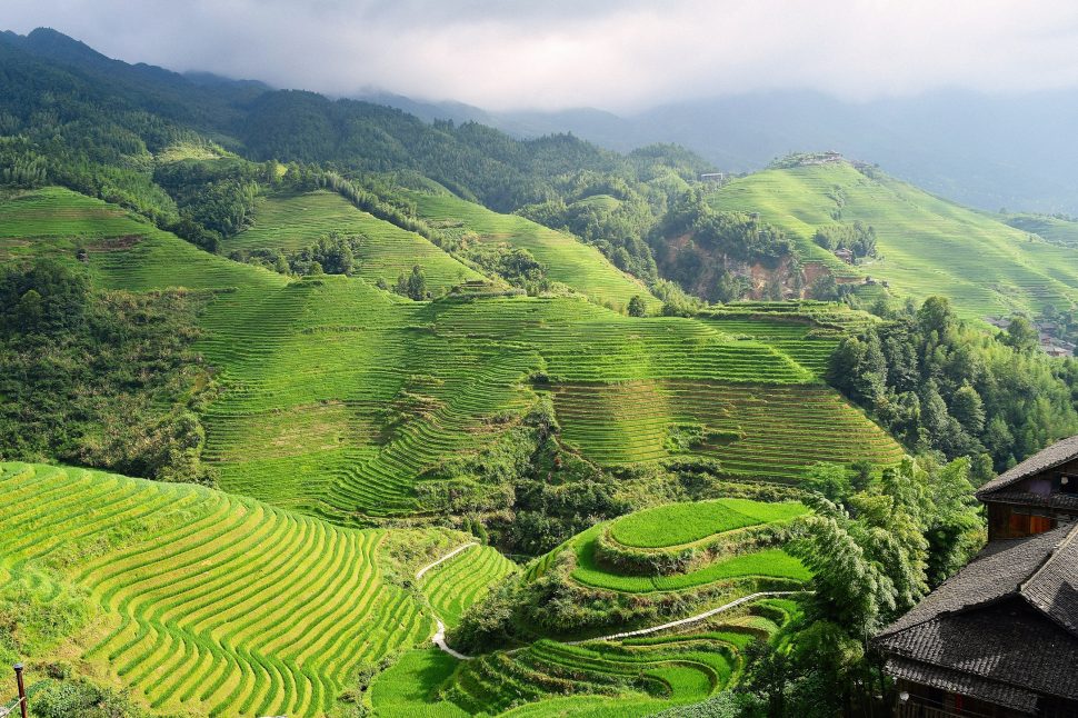 A panoramic view of the Longii Rice Terraces; the incredible grasslands are known as Dragon Backbone Rice Terraces, as the manicured fields look like scales from above. The green rolling hills cover the entire scene, with mountains meeting clouds in the background. 