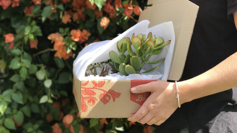Close-up of nursery garden employees’ hands holding a box with a succulent plant inside. 