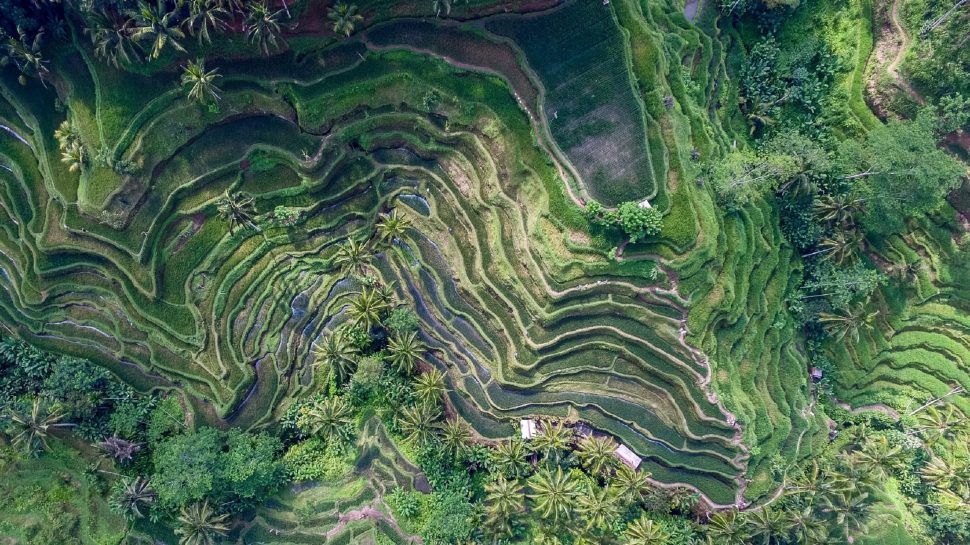 An aerial view of the Tegallalang Rice Terrace in Ubud. 
