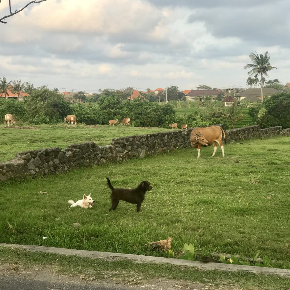 Two dogs and a cow lazing about on a field, with a sprawling view of the rice fields and village of Canggu behind them. 