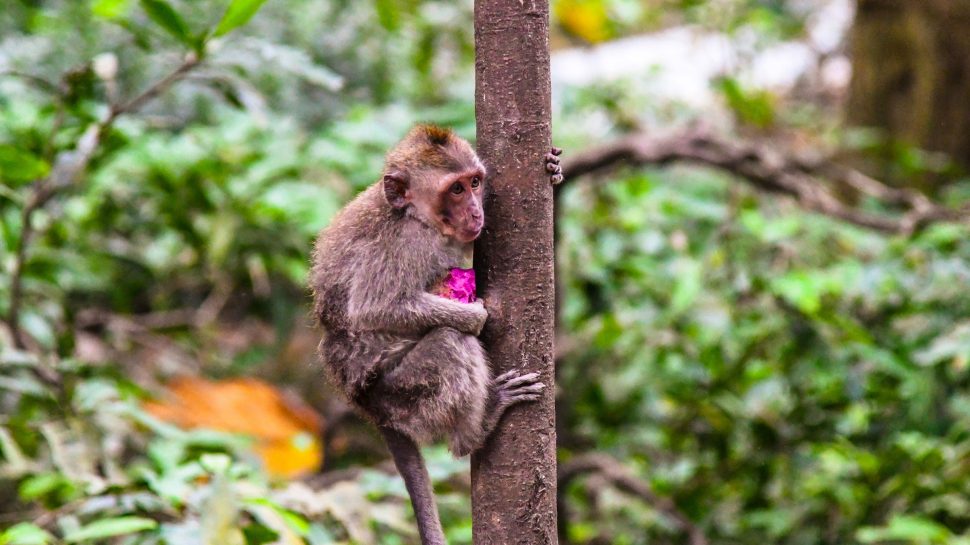 A close up shot of a small monkey clutching on to a small purple fruit while balancing on a tree trunk in the Sacred Monkey Forest in Ubud