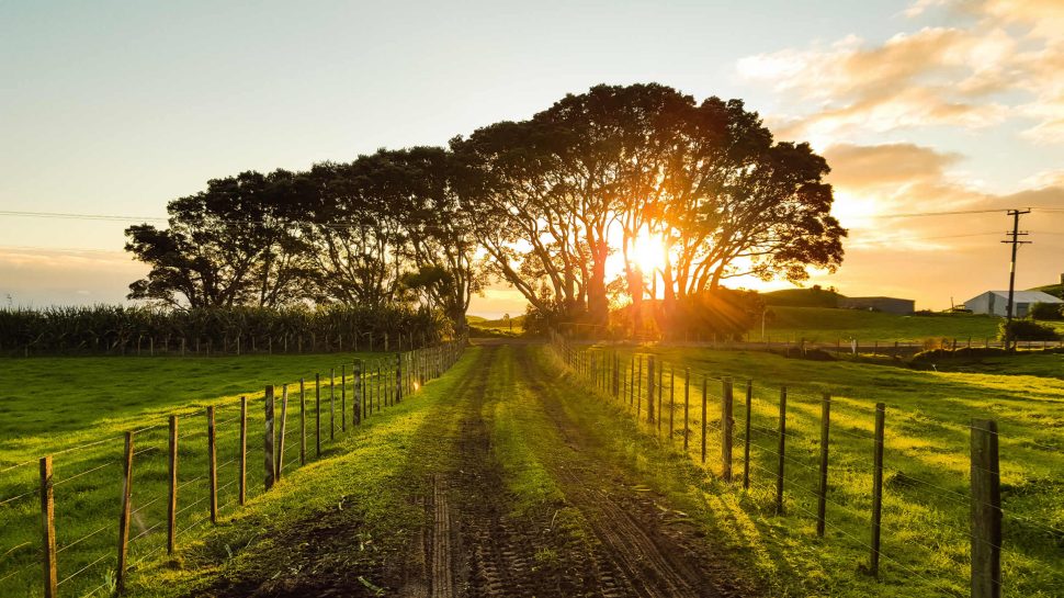 The Ultimate Guide to New Zealand's Wine Regions