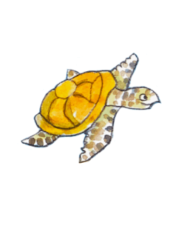 Turtle image