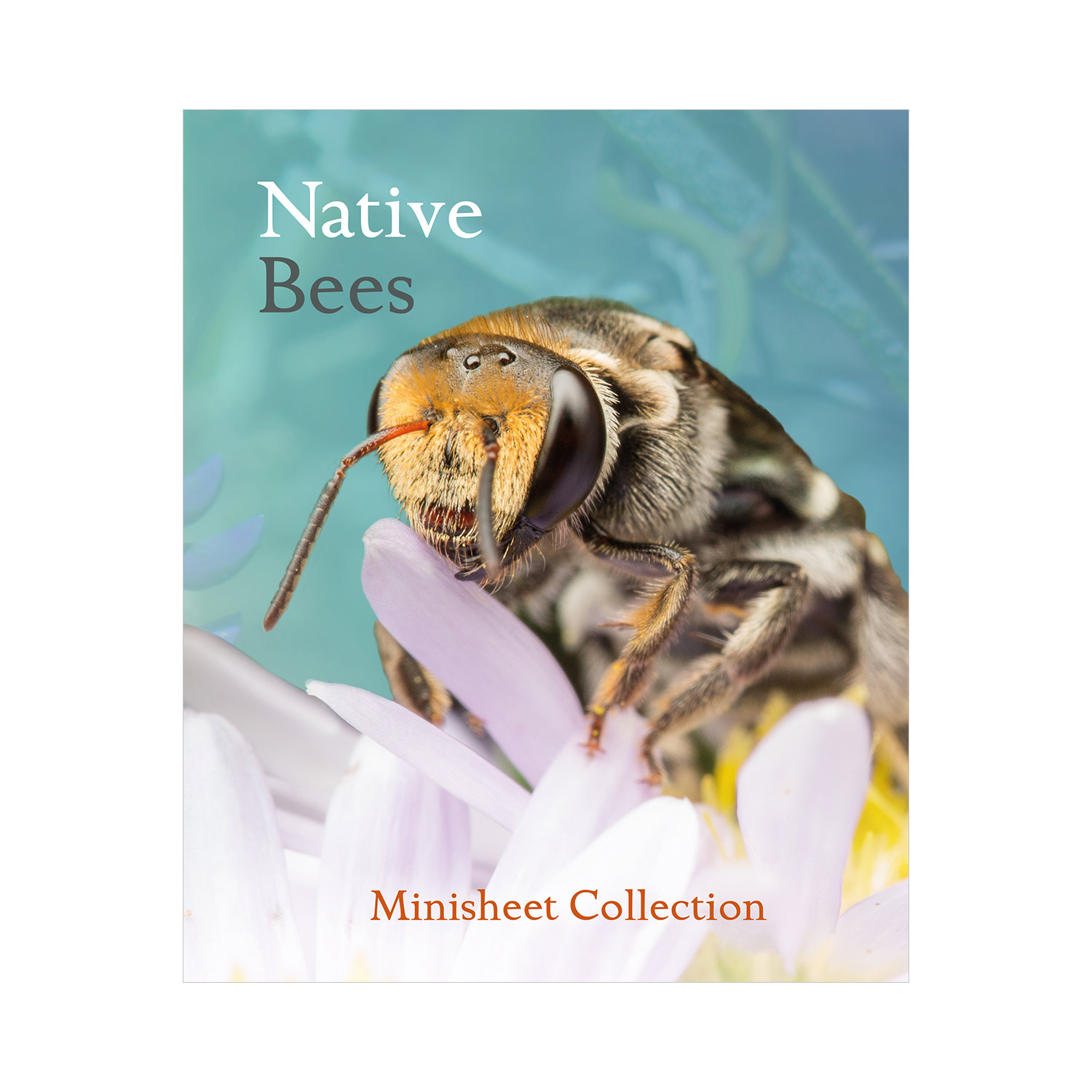 Native Bee Collection