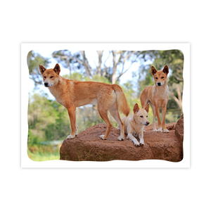 Prepaid Postcard &ndash; Dingos product photo