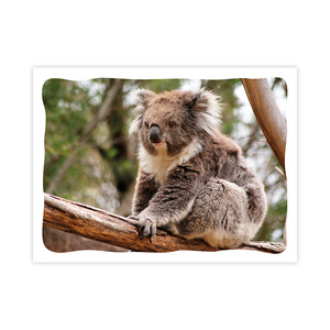 Prepaid Postcard &ndash; Koala on branch product photo