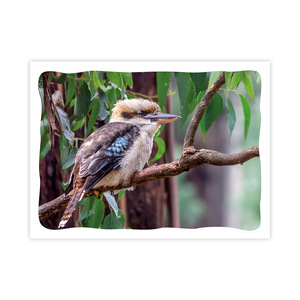 Prepaid Postcard &ndash; Kookaburra on branch product photo