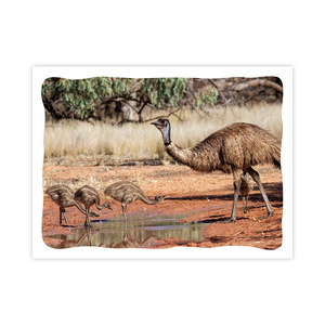 Prepaid Postcard &ndash; Emu and chicks product photo