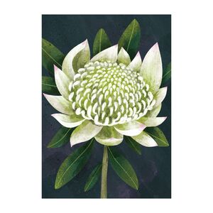Rachel Gyan Greeting Cards 'WW Waratah' &ndash; Pack of 6 product photo