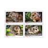 Set of Native Animals Gummed Stamps product photo Internal 1 THUMBNAIL