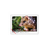 Set of Native Animals Gummed Stamps product photo Internal 3 THUMBNAIL