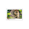 Set of Native Animals Gummed Stamps product photo Internal 4 THUMBNAIL