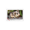 Set of Native Animals Gummed Stamps product photo Internal 5 THUMBNAIL