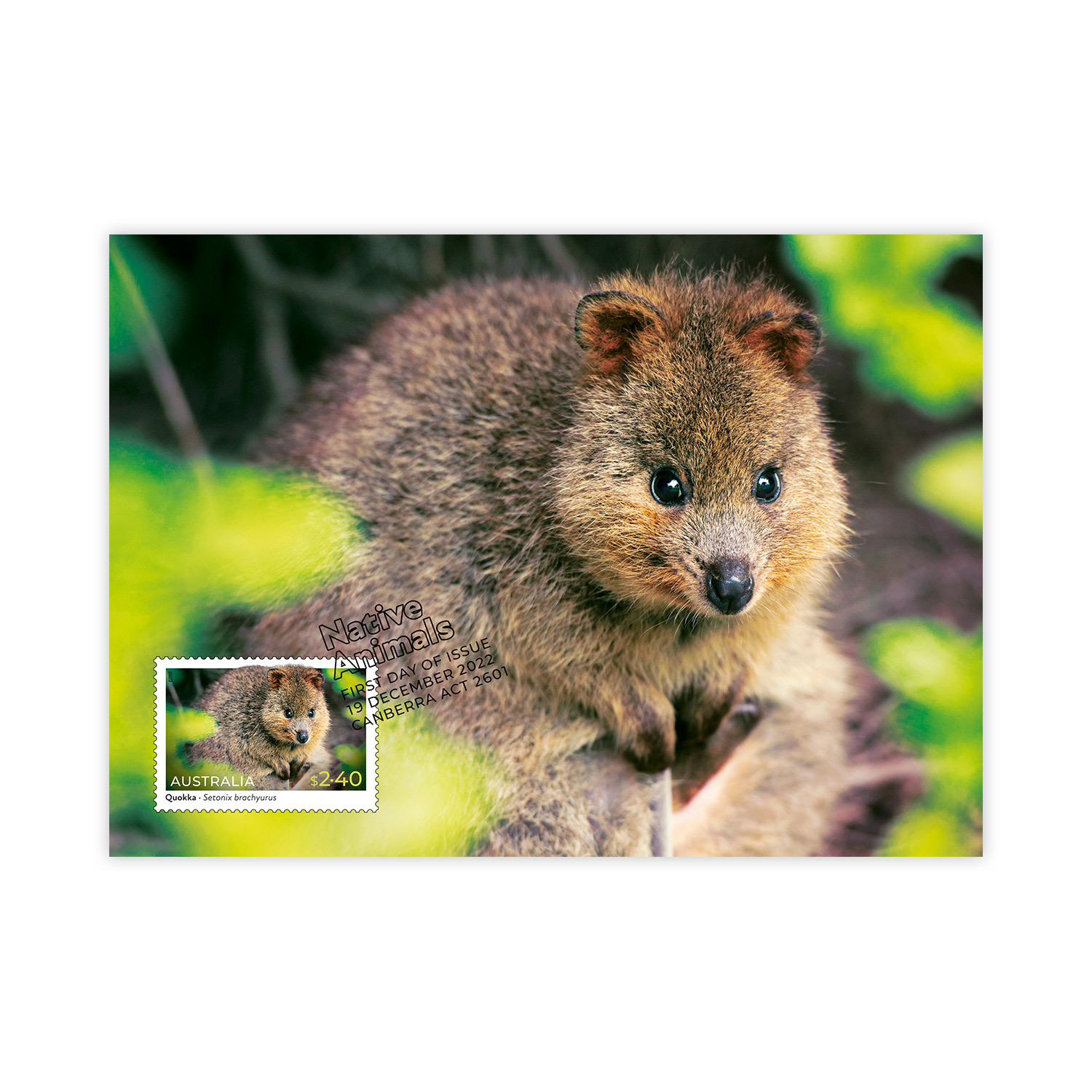 Set of Native Animals Maxicards