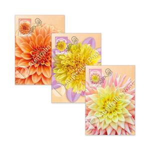 Dahlias Australian Cultivars Maxicard (Set of 3) product photo