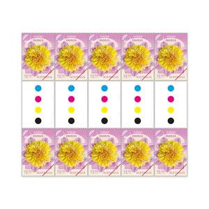 Dahlias Australian Cultivars Gutter Strip &ndash; 10 x $1.70 Nayap product photo