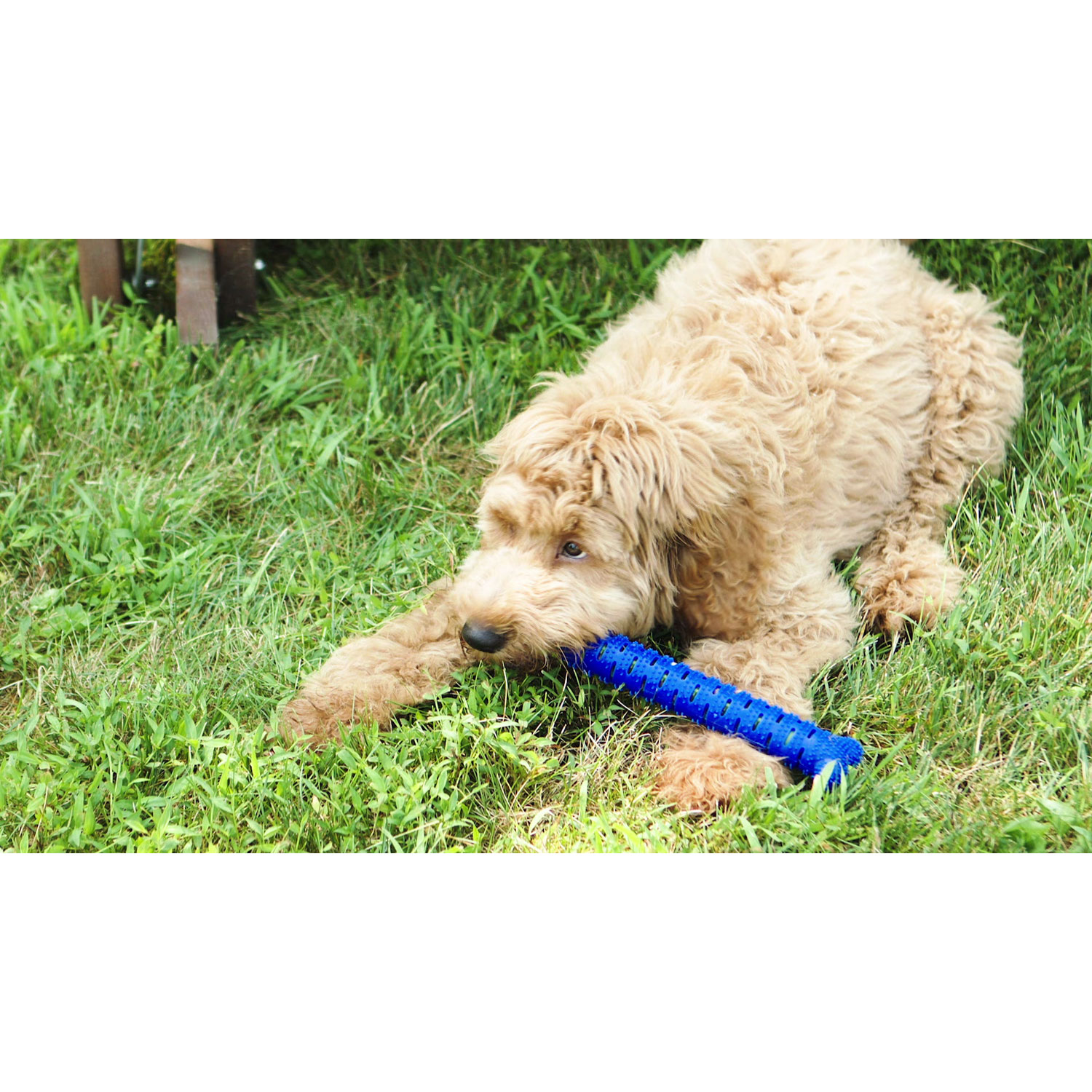 Chew Brush As Seen on TV